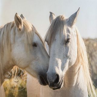 Kunstleder KARIA Horse love PANEL